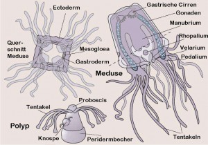 Würfelqualle Seewespe Cubozoa Lebenszyklus