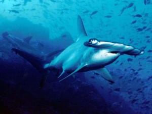 Scalloped Hammerhead - Bogenstirn-Hammerhai