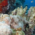 Scorpionfisch Drachenkopf - Dahab Divers Technical