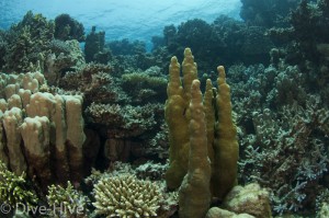 Korallen, Islands, Dahab, Süd-Sinai, Ägypten, Rotes Meer
