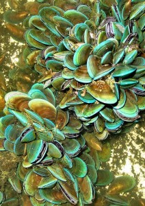 Grünlippmuschel Perna viridis
