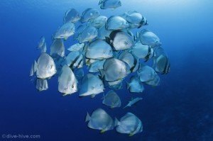 Fledermausfische Fledermausfische