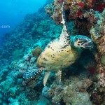 Schildkröte im Riff