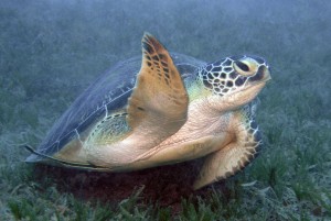 Green Turtle and Remora