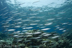 Islands, Dahab, Red Sea Islands, Dahab, Red Sea
