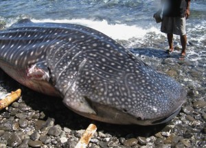 Finned Whaleshark