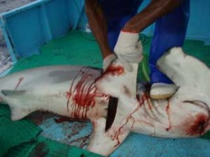Srop Shark Finning