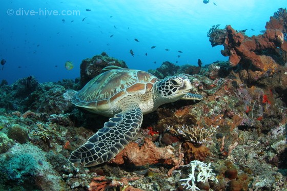 Gree Turtle in coral reef