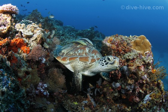 Green Turtle in coral reef