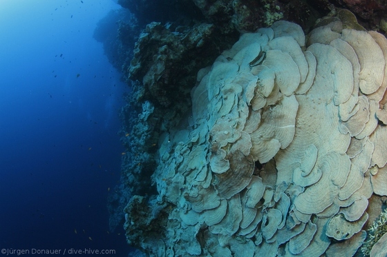 Massive maze coral (that's about 25 metres)