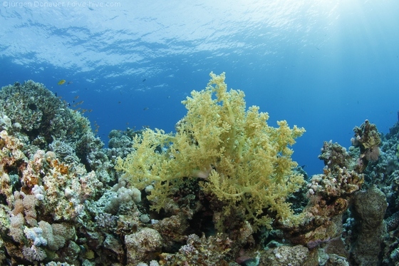 Soft coral in about 6 metres of depth