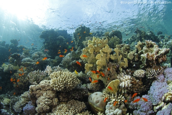 stunning coral reef