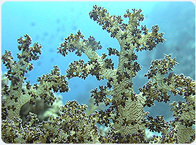 Coral fragile underwater environment