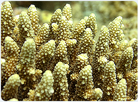 Coral fragile underwater environment