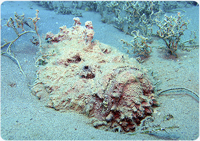 stonefish