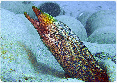 moray eel