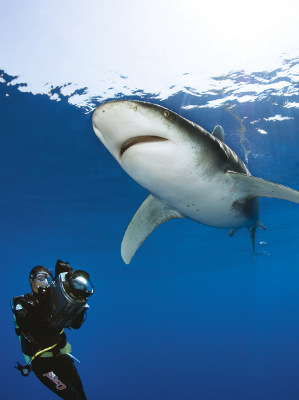 Sharkproject.org: Jenseits der Angst