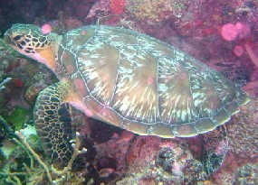 Green Turtle in Mnemba