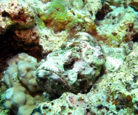 Devil Scorpionfish