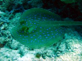 Blue Spotted Ribbontail Ray