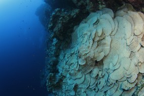 Beautiful Maze Coral