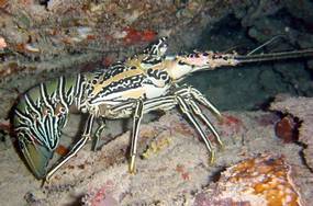 Mr. Lobster Lobster