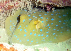 Blue spotted Ribbontail Ray