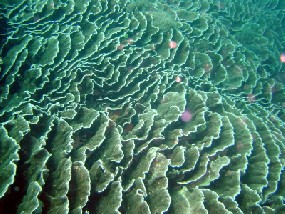 Huge Plate Coral