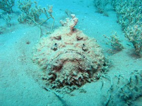 Stonefish
