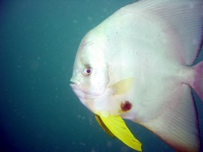 Batma ... aeh Fish du du du du