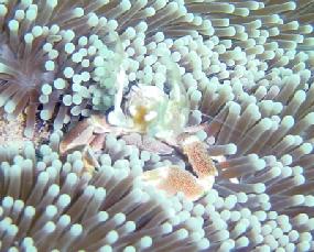 Crab hiding in an anemone