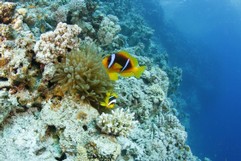 Clownfish