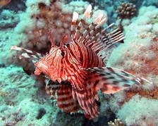 Lionfish