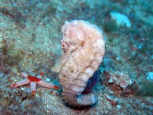 Seahorse