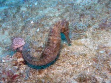 Seahorse