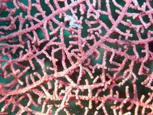 Pygmy Seahorse