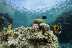 Clownfish