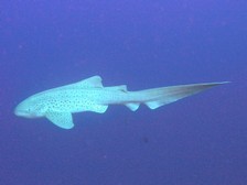 Leopard Shark