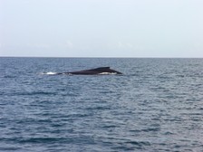 Humpback Whale