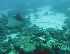 Eagle Ray